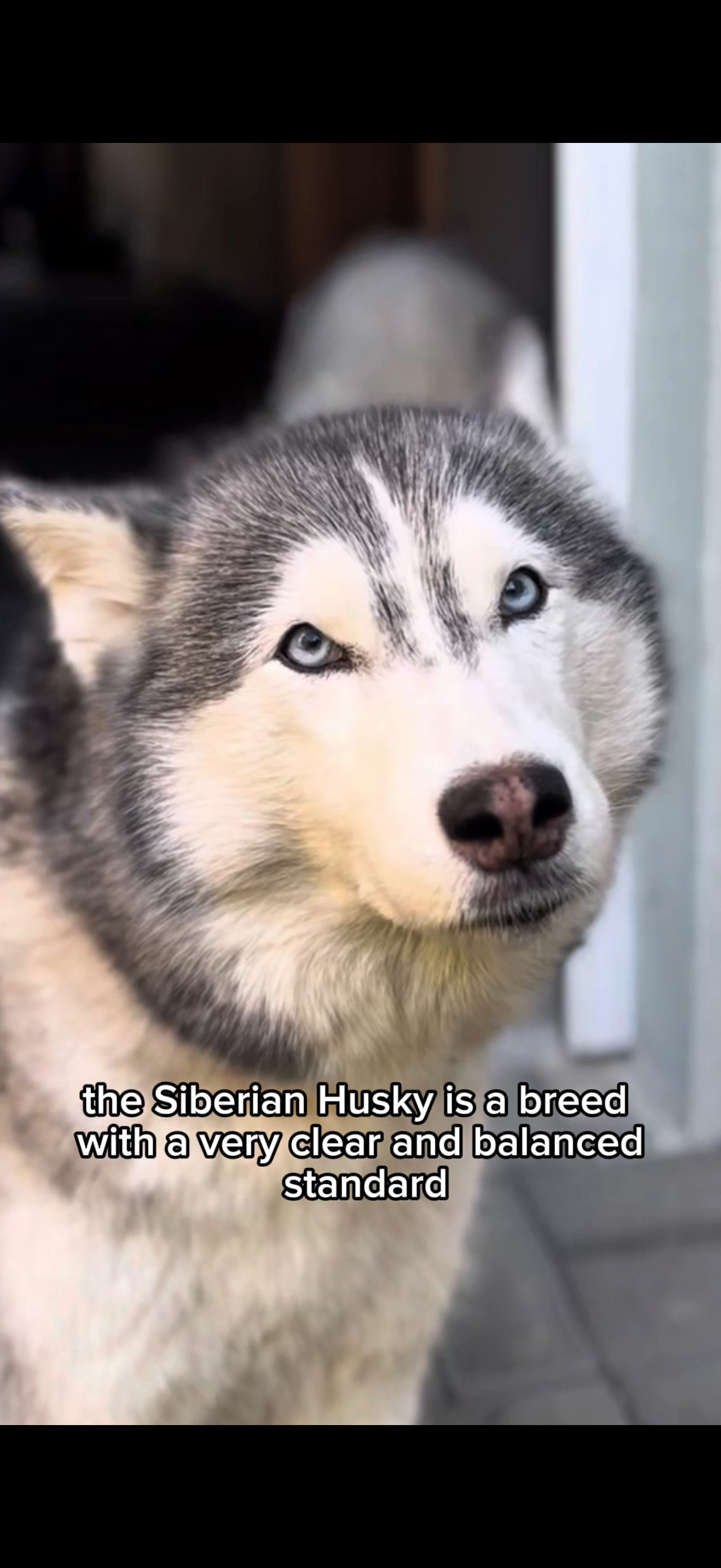 Husky music